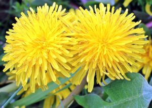 Cook with Dandelions